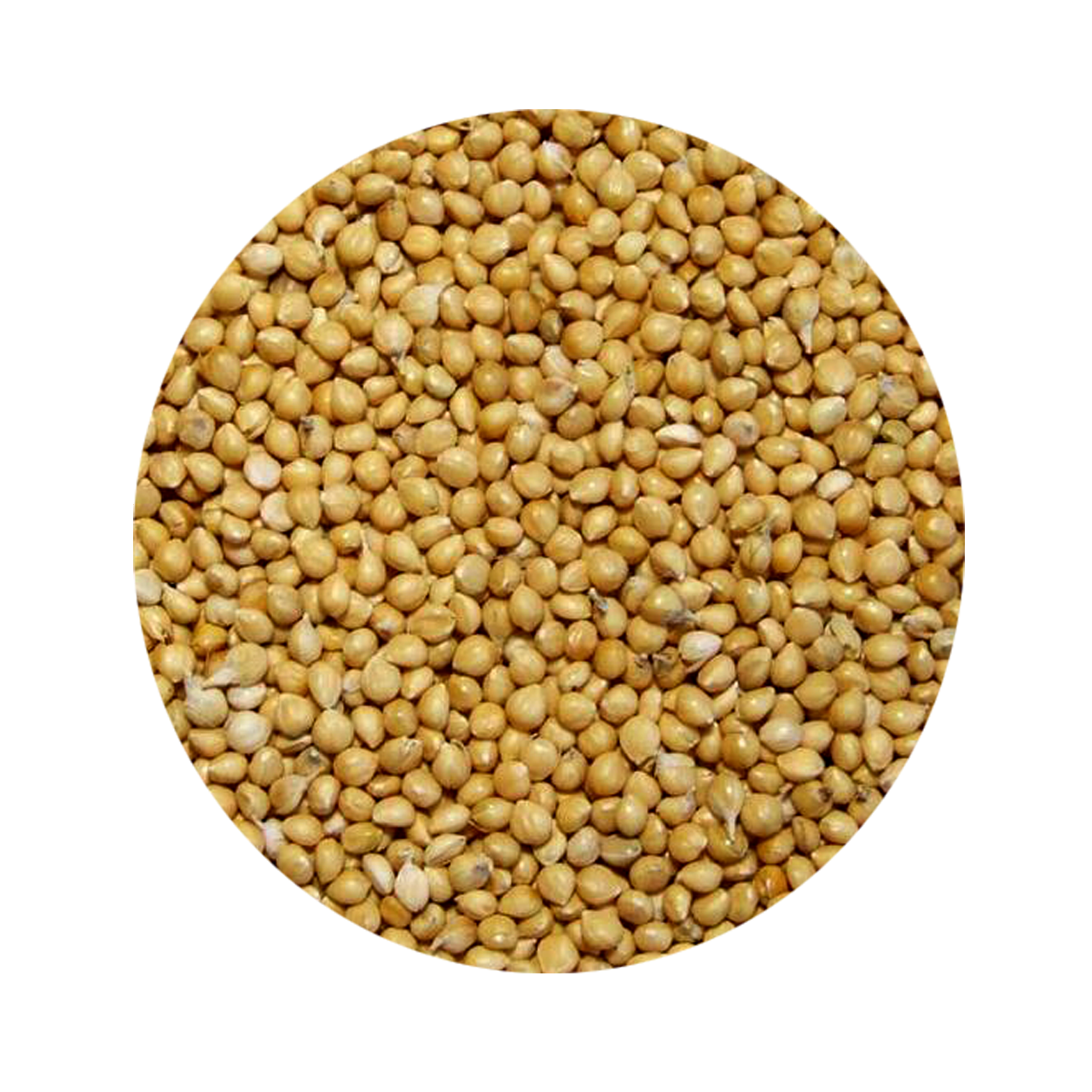 Vivid Sarı Darı 500 GR (Bölünmüş)