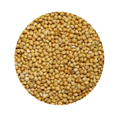 Vivid Sarı Darı 500 GR (Bölünmüş)