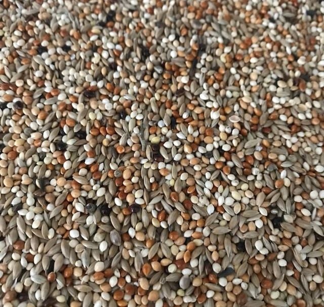 Mamaist Yavru Muhabbet Kuşu Yemi 1 KG